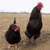McMurray Hatchery Black Australorp chickens