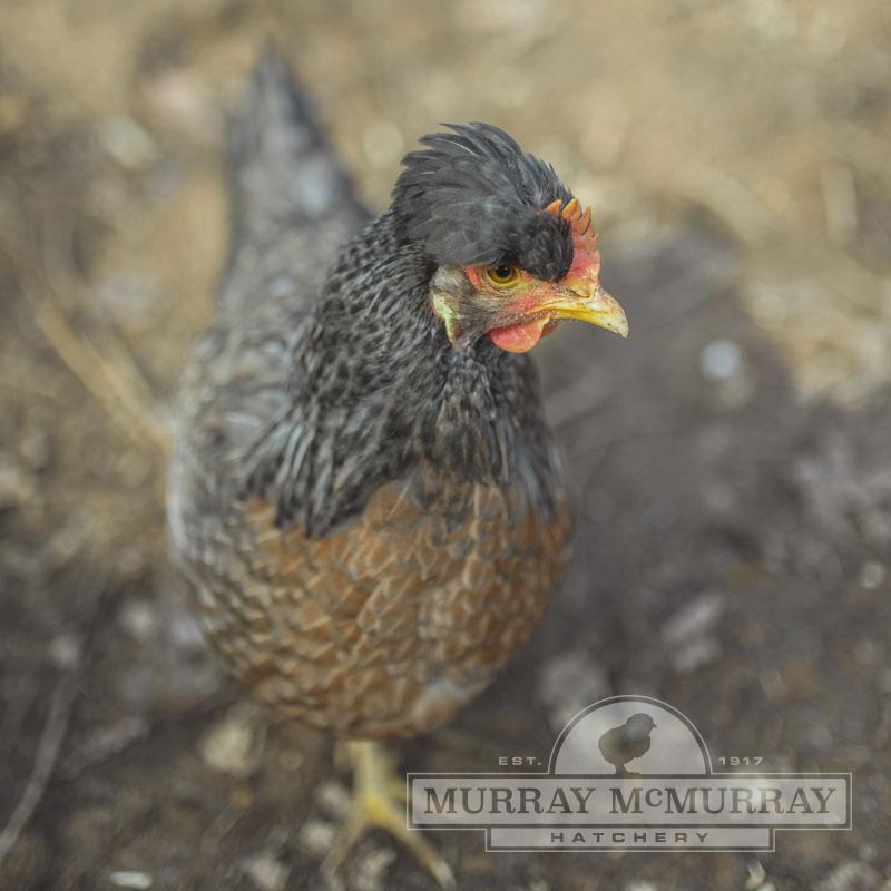 McMurray Hatchery Cream Legbar Hen