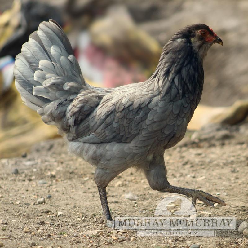 McMurray Hatchery Whiting True Blue Pullet
