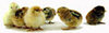 McMurray Hatchery Ameraucana chicks