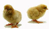 McMurray Hatchery Buff Orpington chicks