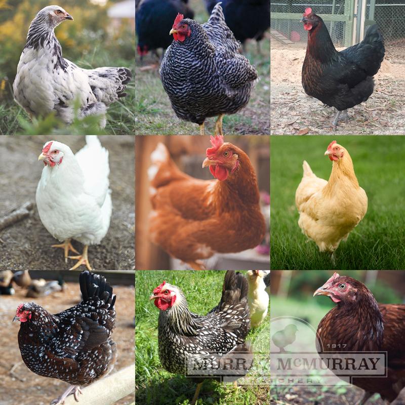 24+ Best Broody Chicken Breeds for Hatching Eggs