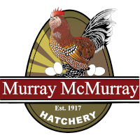 Murray McMurray Hatchery - Silver Polish